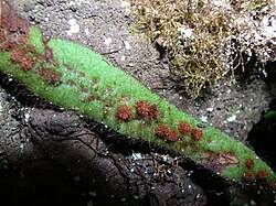 Image result for Grammitis cryptophlebia