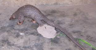 Free for commercial use no attribution required high quality images. Latest Pangolin Family Tree Provides Key To Tracking World S Most Trafficked Mammal Smithsonian Institution