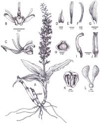 Image result for Liparis odontochilos