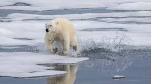 Occasionally, while defending its young, a large bull walrus can wound or kill a polar bear with its tusks. Bbc Earth Polar Bear Breaks Diving Record