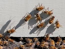We have a broad assortment of blooming plants and fruit baskets. Be Busy As A Bee