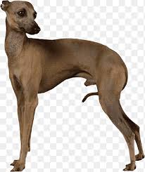 Prescription safety glasses (hsv > ). Italian Greyhound Png Images Pngegg