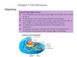 Now the first thing to point out when looking at images under an electron microscope. Cell Structure Learning Intention Ppt Video Online Download