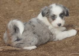 Shady oak doodles is made up of multiple families who. Aussie Doodles California Saddleback Aussiedoodles