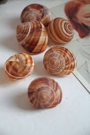 0 40 St 6 Weinbergschnecken Floristikbedarf Schnecke Schneckenhaus Gereinigt Ebay Weinbergschnecke Schneckenhaus Schnecken