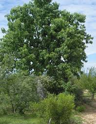 Image result for Ipomoea tenuirostris