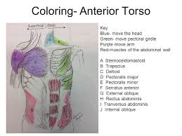 Home » print and make » worksheets. Muscles Of The Torso Upload 8 21 Muscles Of The Torso Worksheet Ppt Video Online Download