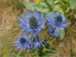 Foto di fiori vari, foto di prati fioriti, foto di prati in fiore, foto di fiori spontanei,. Fiore Blu Spiga Selvatico Pruno Selvatico Fiorito Pruno Fiori Botanica