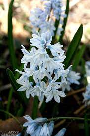 Attractive seed fronds move with the breeze. Unusual Flower Bulbs For Your Garden And How To Plant Them
