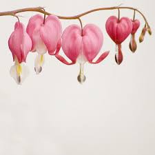 Hearts White Heart Flower Tattoo Bleeding Heart Flower Flower Drawing