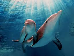 Clearwater Marine Aquarium Dolphin Tale Dolphins Dolphin Tale 2