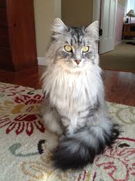 The norwegian forest cat is a natural breed and does not exhibit the health problems that sometimes pop up in mixed breeds. Katarina Siberian Cat Looking Regal