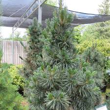 We did not find results for: Nevada Zirbe Pinus Flexilis Vanderwolf S Pyramid