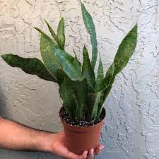 Sansevieria Jaboa Snake Plant Air Purifying Plant Etsy Plants Snake Plant Air Purifying Plants