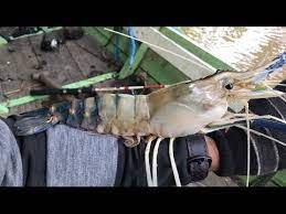 Pertumbuhan yang cepat, ukuran yang besar, tingkat prevalensi. Mancing Udang Galah Di Sini Dapatnya Besar Sampai Saya Gemetar Youtube