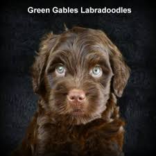 Maybe you would like to learn more about one of these? Australian Labradoodle Breeders Green Gables Labradoodles