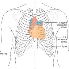 On the interior wall of the rib body is a channel, sulcus costae, with blood vessels and nerves. Chest Leads Ecg Lead Placement Normal Function Of The Heart Cardiology Teaching Package Practice Learning Division Of Nursing The University Of Nottingham