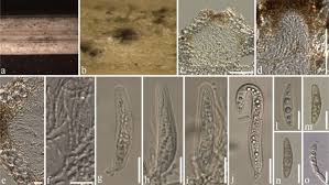Achieve astounding prints with this advanced inkjet lfp. Fungal Diversity Notes 1036 1150 Taxonomic And Phylogenetic Contributions On Genera And Species Of Fungal Taxa Springerlink