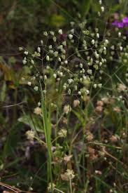 Image result for Briza minor