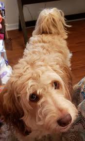 Posted on november 24, 2020 by. Oregon Live Puppies And Dogs Bmo Show