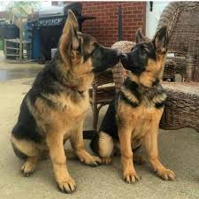 Comment Eduquer Son Chien En Seulement 15 Mins Par Jour Petohaku A Pour But De Vous Donner Tous Les Berger Allemand Chien De Berger Chiens Bergers Allemands