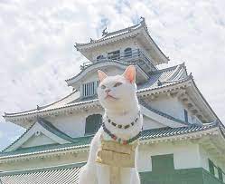 This cat monk will make you want to visit Japan right meow