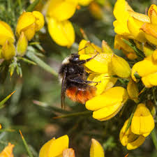 Image result for Bombus monticola