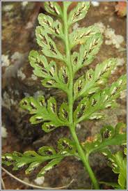 Image result for Asplenium adiantum-nigrum