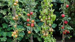 Yes, you can plant fruit trees in containers. Growing Fruit Trees In Containers