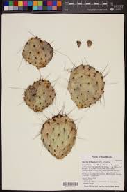 The fruits are used typically used to make candies, jellies, jams. Opuntia Tortispina Western Prickly Pear Cactus Garden