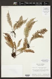 Image result for Lellingeria