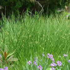 Image result for Juncus effusus