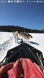 Chiens De Traineaux Avis De Voyageurs Sur Chiens De Traineaux La Chapelle En Vercors Tripadvisor Elle a longtemps eu une place de cheffe dans le groupe de chiens mais elle a laissé sa place aux jeunes après les avoir formés. chiens de traineaux avis de voyageurs
