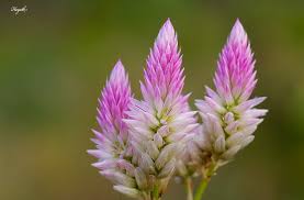Image result for Celosia argentea
