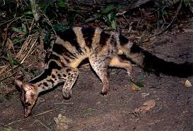 Save Vietnam S Wildlife Owston S Palm Civet Animals Beautiful Animals Weird Animals