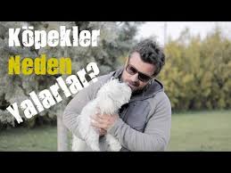 Kopekler Neden Yalar Youtube