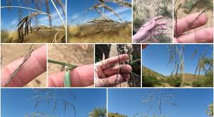 Image result for Eragrostis rotifer