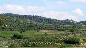 Musai Olive Oil Discover The Excellent Taste Into Albania