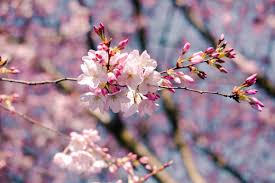 Our products are sold to wholesale growers, garden centers and landscape construction firms across the united states and canada. Cherry Blossom In Portland Top Spots For Early Spring Flowers