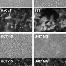 Higher density of rod cells and lower density of cone cells at x. Pdf Rnai In The Hedgehog Signaling Pathway Pfripe A Vector For Temporally And Spatially Controlled Rnai In Drosophila