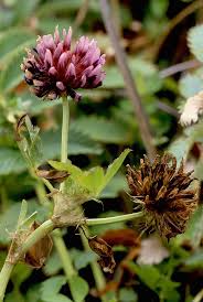Image result for Trifolium wentzelianum