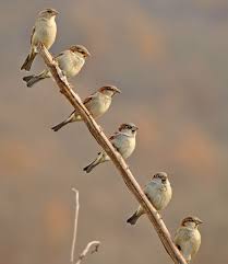 Small Brown Bird With No Tail Feathers Sparrows By Dragan Gucunski 500px Beautiful Birds Finches Bird Backyard Birds
