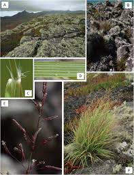 Image result for Eragrostis welwitschii