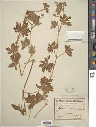 Image result for Geranium aculeolatum
