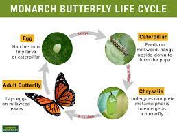 Monarch Butterfly Identification Life Cycle Migration Facts Pictures