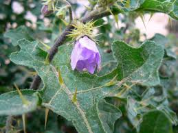 Image result for Solanum linneanum