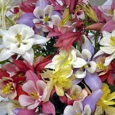 Image result for Aquilegia pompom mix