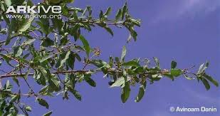 Image result for Cordia sinensis