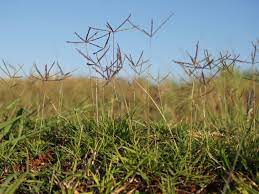 How To Get Rid Of Bermuda Grass