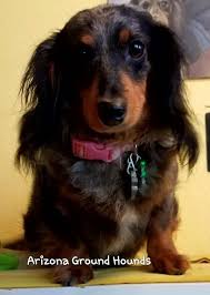 Black And Tan Reverse Dapple Dachshund Sam Black Tan Reverse Dapple Miniature Dachshund Miniature Dachshund Dachshund Puppies Dachshund